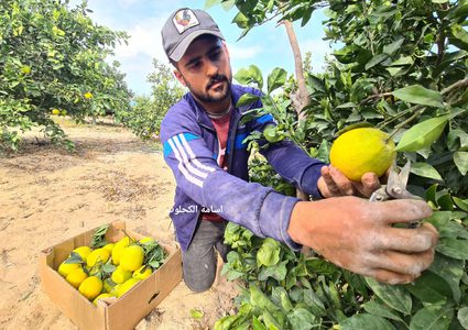 جني ثمار البرتقال والكلمنتينا في خانيونس