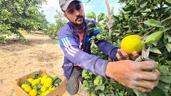 جني ثمار البرتقال والكلمنتينا في خانيونس