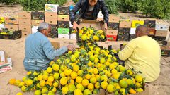 جني ثمار البرتقال والكلمنتينا في خانيونس