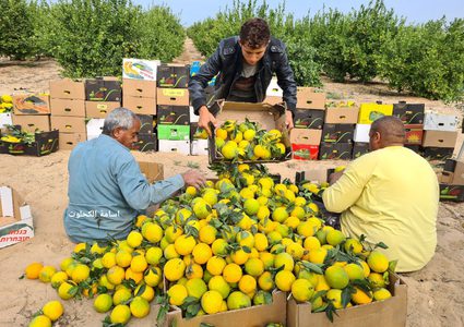 جني ثمار البرتقال والكلمنتينا في خانيونس