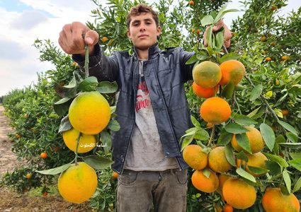 جني ثمار البرتقال والكلمنتينا في خانيونس- تصوير أسامة الكحلوت