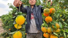 جني ثمار البرتقال والكلمنتينا في خانيونس- تصوير أسامة الكحلوت