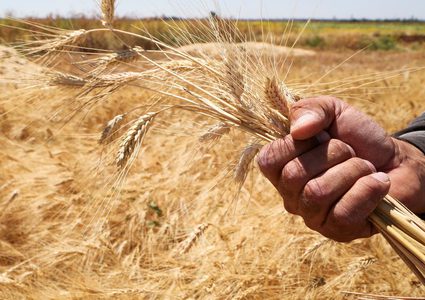 أسعار القمح العالمية ترتفع لأعلى مستوى لها منذ 9 أعوام