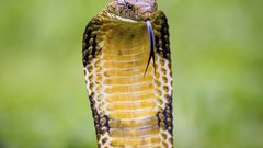 من سم الأفعى.. دواء يعالج "أزمة صحية مميتة"