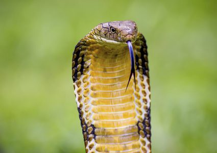من سم الأفعى.. دواء يعالج "أزمة صحية مميتة"