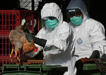 سلطات الاحتلال تُحذّر من وجود طفرة خطيرة لإنفلونزا الطيور