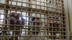 هيئة الأسرى: معتقلو "حوارة" يواجهون أوضاعا صحية وظروفا صعبة