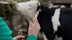 وزارة الزراعة ترسل طعومات بيطرية إلى غزة