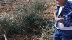 مستوطنون يدمرون نحو 300 شتلة زيتون غرب الخليل
