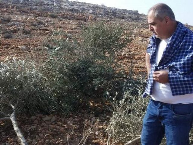 مستوطنون يدمرون نحو 300 شتلة زيتون غرب الخليل