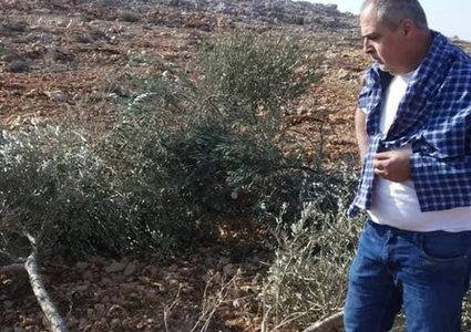 مستوطنون يدمرون نحو 300 شتلة زيتون غرب الخليل