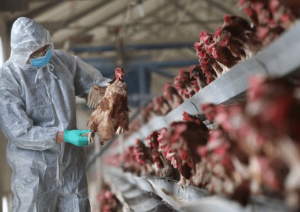 اسرائيل تبيد عشرات الاف الدواجن وطيور الديك الرومي