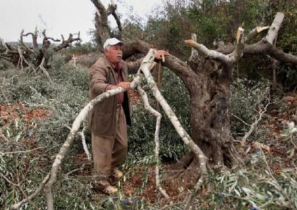 الاحتلال يقتلع عشرات أشجار الزيتون غرب بيت لحم