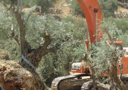 جرافات الاحتلال تقتلع عشرات أشجار الزيتون غرب بيت لحم