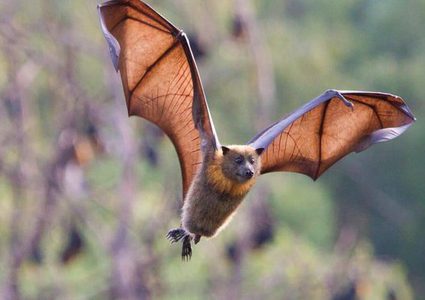 بعد إعلان انقراضه رسميا.. صاحب الجناح العملاق يظهر مجددا