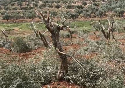 مستوطنون يسرقون 80 شتلة زيتون والاحتلال يستولون على جرار زراعي