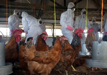 إعدام 39 ألف دجاجة بعد تفشي إنفلونزا الطيور في بلغاريا