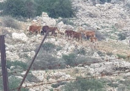 ابقار المستوطنين تعيث خراباً بأرض المواطن نيسلون في بديا