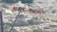 ابقار المستوطنين تعيث خراباً بأرض المواطن نيسلون في بديا