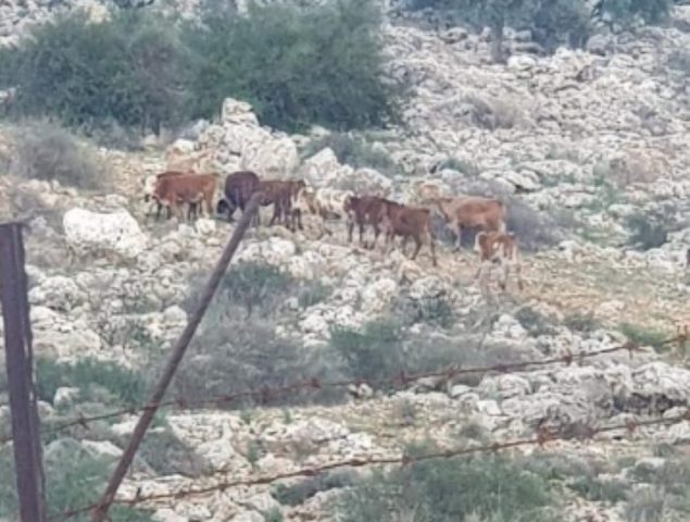 ابقار المستوطنين تعيث خراباً بأرض المواطن نيسلون في بديا