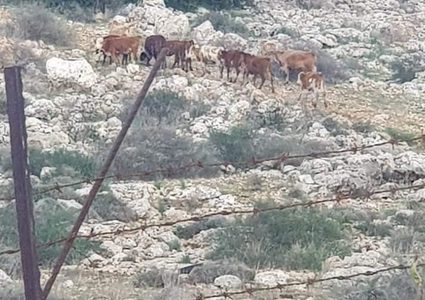 مستوطنون يعتدون على أراضي المواطنين غرب سلفيت