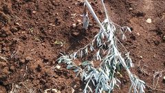 مستوطنون يقتلعون عشرات أشجار الزيتون غرب سلفيت