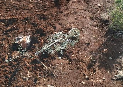 مستوطنون يقتلعون عشرات أشجار الزيتون غرب سلفيت