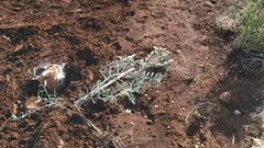 مستوطنون يقتلعون عشرات أشجار الزيتون غرب سلفيت