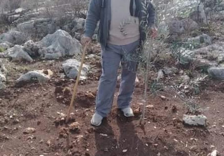 مستوطنون يقتلعون عشرات أشجار الزيتون غرب سلفيت
