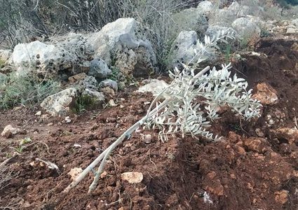 مستوطنون يقتلعون عشرات أشجار الزيتون غرب سلفيت