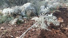 مستوطنون يقتلعون عشرات أشجار الزيتون غرب سلفيت