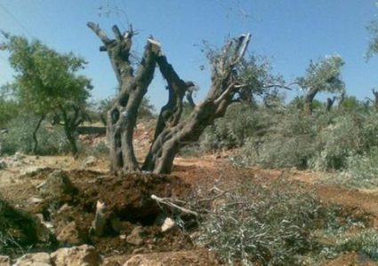 مستوطنون يقتلعون عشرات أشجار الزيتون غرب سلفيت