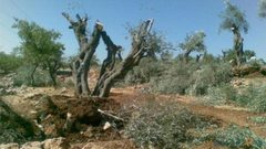 مستوطنون يقتلعون عشرات أشجار الزيتون غرب سلفيت