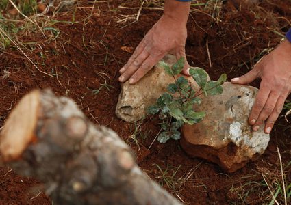 زراعة أشجار حرجية بالأغوار في ذكرى انطلاقة الثورة الفلسطينية