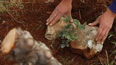 زراعة أشجار حرجية بالأغوار في ذكرى انطلاقة الثورة الفلسطينية