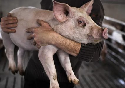 إيطاليا تكشف إصابة خنزير بالمرض القاتل