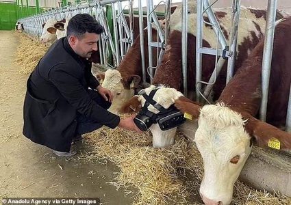 مربي ابقار تركي يختبر تقنية VR على بقرتين والنتيجة زيادة انتاج الحليب في اليوم