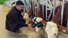 مربي ابقار تركي يختبر تقنية VR على بقرتين، ويجعلهما تشاهدان المناظر الخضراء والأراضي الزراعية مما أدى إلى زيادة انتاج الحليب لديهما من 22 الى 27 لتر يومياً