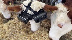 مربي ابقار تركي يختبر تقنية VR على بقرتين، ويجعلهما تشاهدان المناظر الخضراء والأراضي الزراعية مما أدى إلى زيادة انتاج الحليب لديهما من 22 الى 27 لتر يومياً
