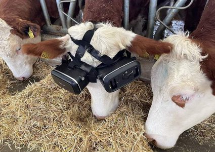 مربي ابقار تركي يختبر تقنية VR على بقرتين، ويجعلهما تشاهدان المناظر الخضراء والأراضي الزراعية مما أدى إلى زيادة انتاج الحليب لديهما من 22 الى 27 لتر يومياً