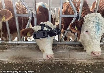 مربي ابقار تركي يختبر تقنية VR على بقرتين والنتيجة زيادة انتاج الحليب في اليوم