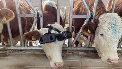 مربي ابقار تركي يختبر تقنية VR على بقرتين، ويجعلهما تشاهدان المناظر الخضراء والأراضي الزراعية مما أدى إلى زيادة انتاج الحليب لديهما من 22 الى 27 لتر يومياً