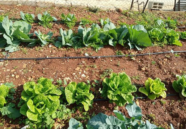 قريوت: أحد الحدائق المنزلية الممولة من مؤسسة دير ماما الداعمة للإحتياج الخاص- ضمن مشاريع جمعية نساء بيتا التنموية