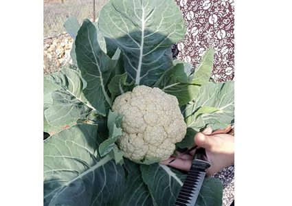 قريوت: أحد الحدائق المنزلية الممولة من مؤسسة دير ماما الداعمة للإحتياج الخاص