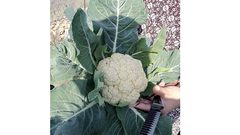 قريوت: أحد الحدائق المنزلية الممولة من مؤسسة دير ماما الداعمة للإحتياج الخاص- ضمن مشاريع جمعية نساء بيتا التنموية