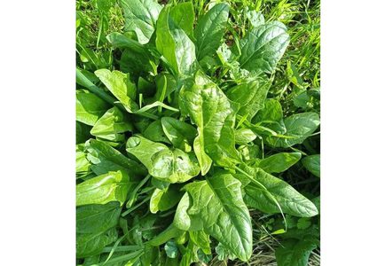 قريوت: أحد الحدائق المنزلية الممولة من مؤسسة دير ماما الداعمة للإحتياج الخاص