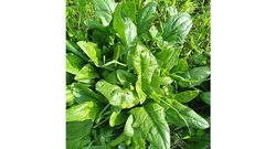 قريوت: أحد الحدائق المنزلية الممولة من مؤسسة دير ماما الداعمة للإحتياج الخاص- ضمن مشاريع جمعية نساء بيتا التنموية