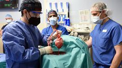 لأول مرة..زراعة قلب خنزير معدّل وراثيا في إنسان