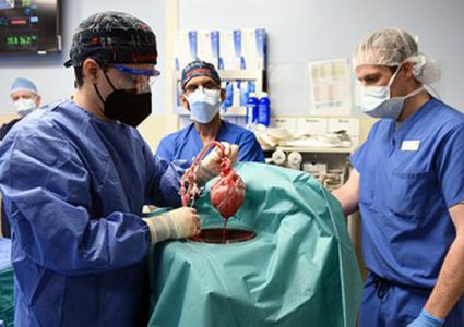 لأول مرة..زراعة قلب خنزير معدّل وراثيا في إنسان