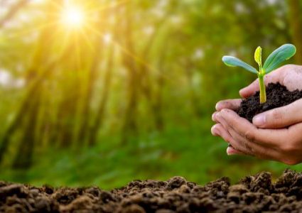 "التعليم البيئي" يُصدر ورقة حقائق ليوم الشجرة